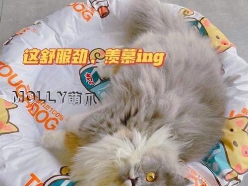 狗子奇葩出装攻略——让你的狗子在战场上闪耀（打造无敌狗子装备，轻松碾压敌方战队）